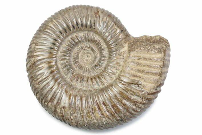 Polished Jurassic Ammonite (Perisphinctes) - Madagascar #378956